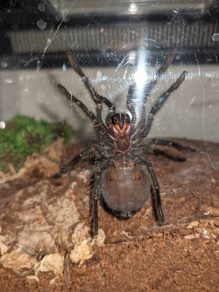 2" Grammostola pulchra/quirogai