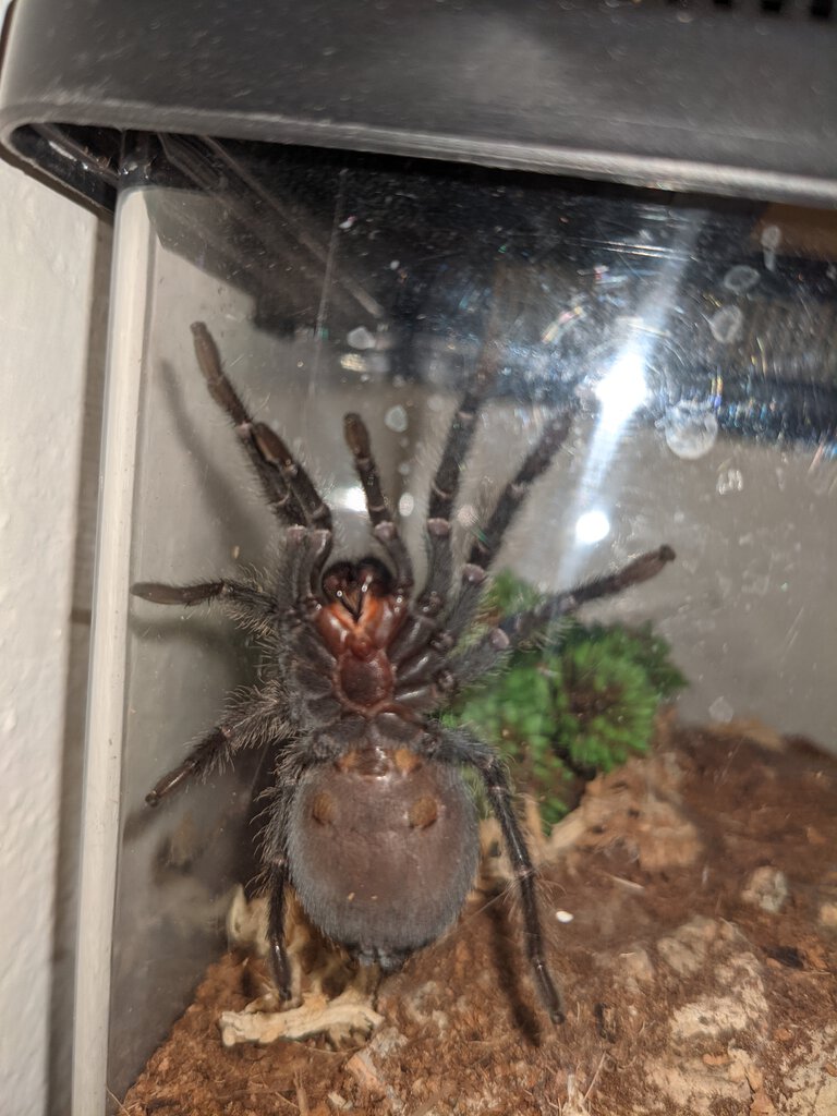 2" Grammostola pulchra/quirogai