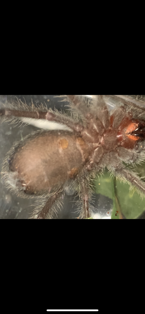 2" Grammostola pulchra