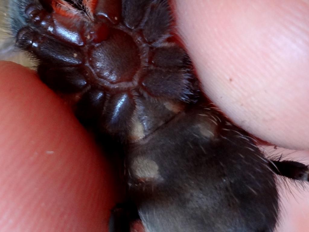 2 inch B. smithi...Male/Female?