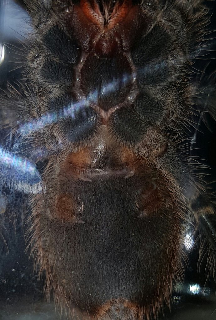 2 inch g.pulchripes