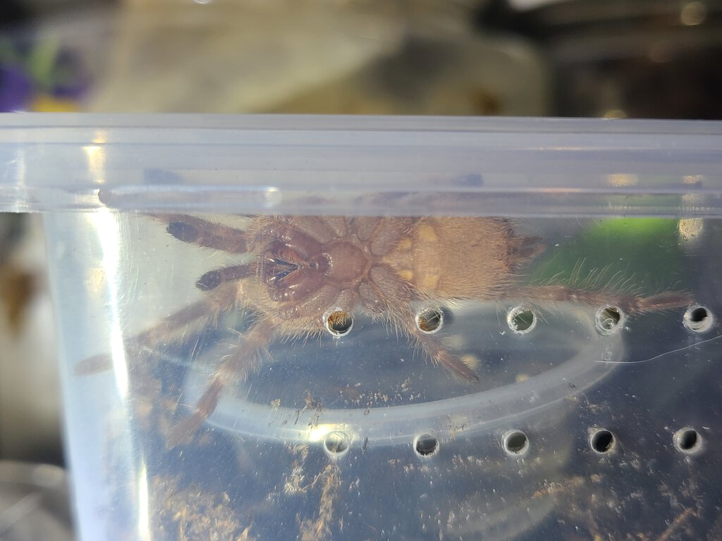 2" N. Tripepii juvie