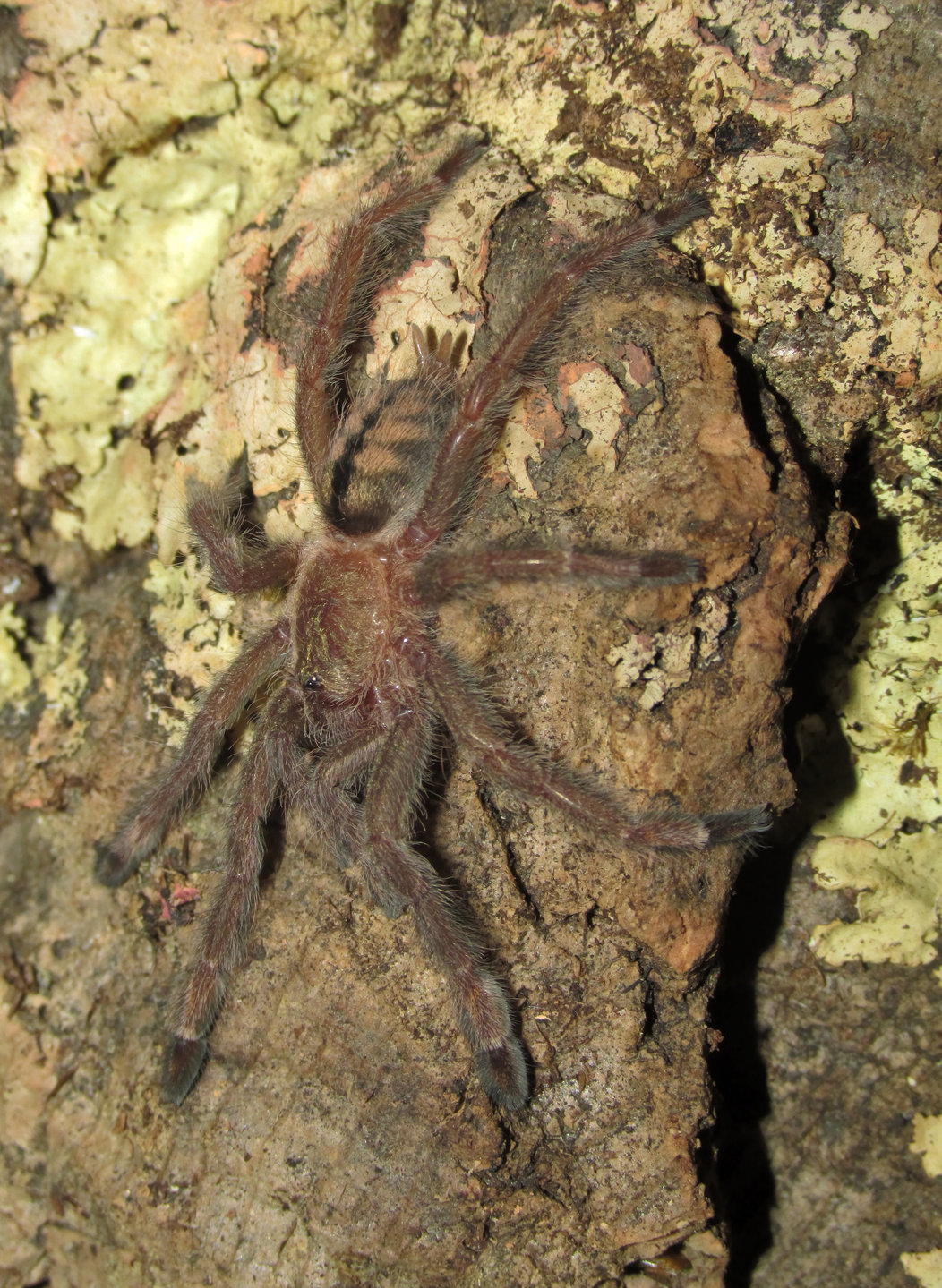 2" P. cambridgei