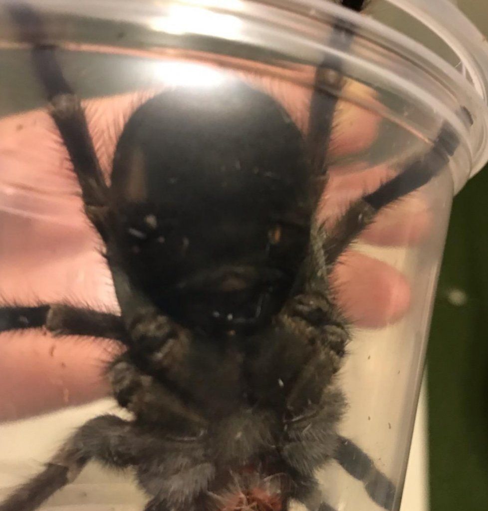 2"+ Pamphobeteus ultramarinus [ventral sexing]