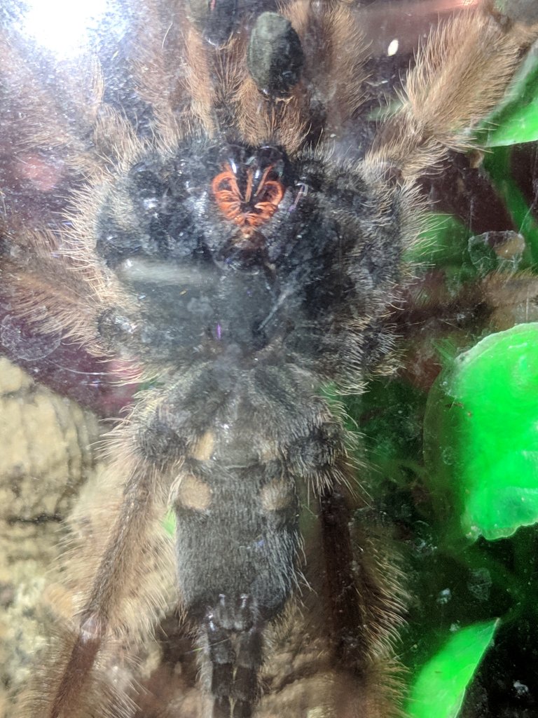 2" Psalmopoeus pulcher [2/2]