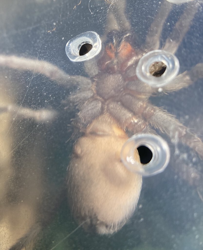 ~2" Pseudhapalopus sp blue