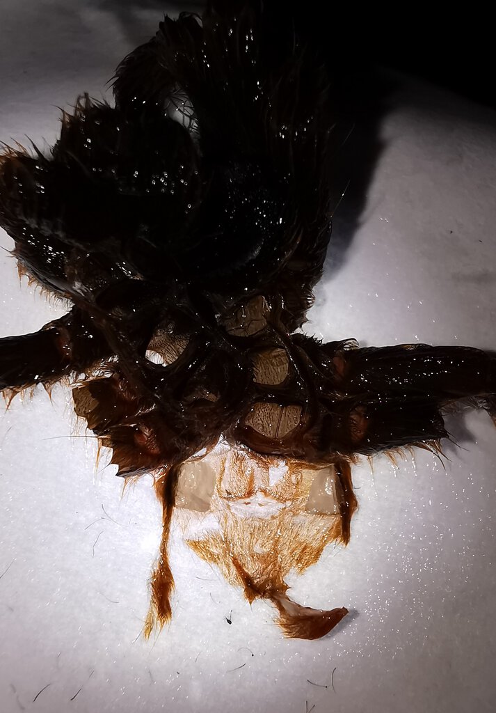 2" Pterinochilus murinus [molt sexing]