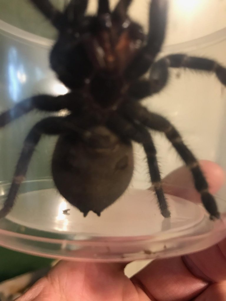 2" Pterinopelma sazimai [ventral sexing]