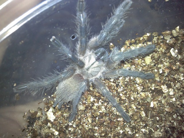 2&quot; M.balfouri (Socotra Island Blue Baboon)