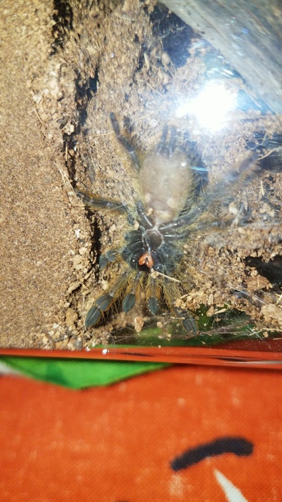 2" Stromatopelma calceatum [ventral sexing] [1/2]