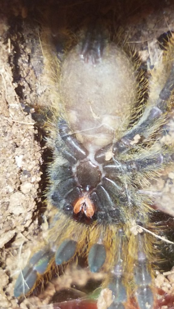 2" Stromatopelma calceatum [ventral sexing] [2/2]