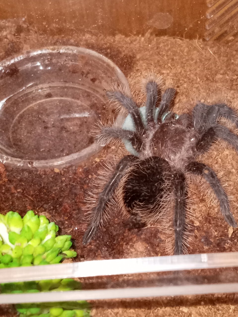 2" Tliltocatl albopilosum