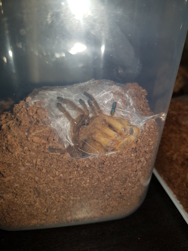 2" UMV P. Murinus Mid-Molt