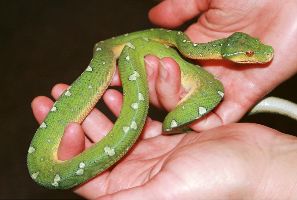 2 Year Old Green Tree Python