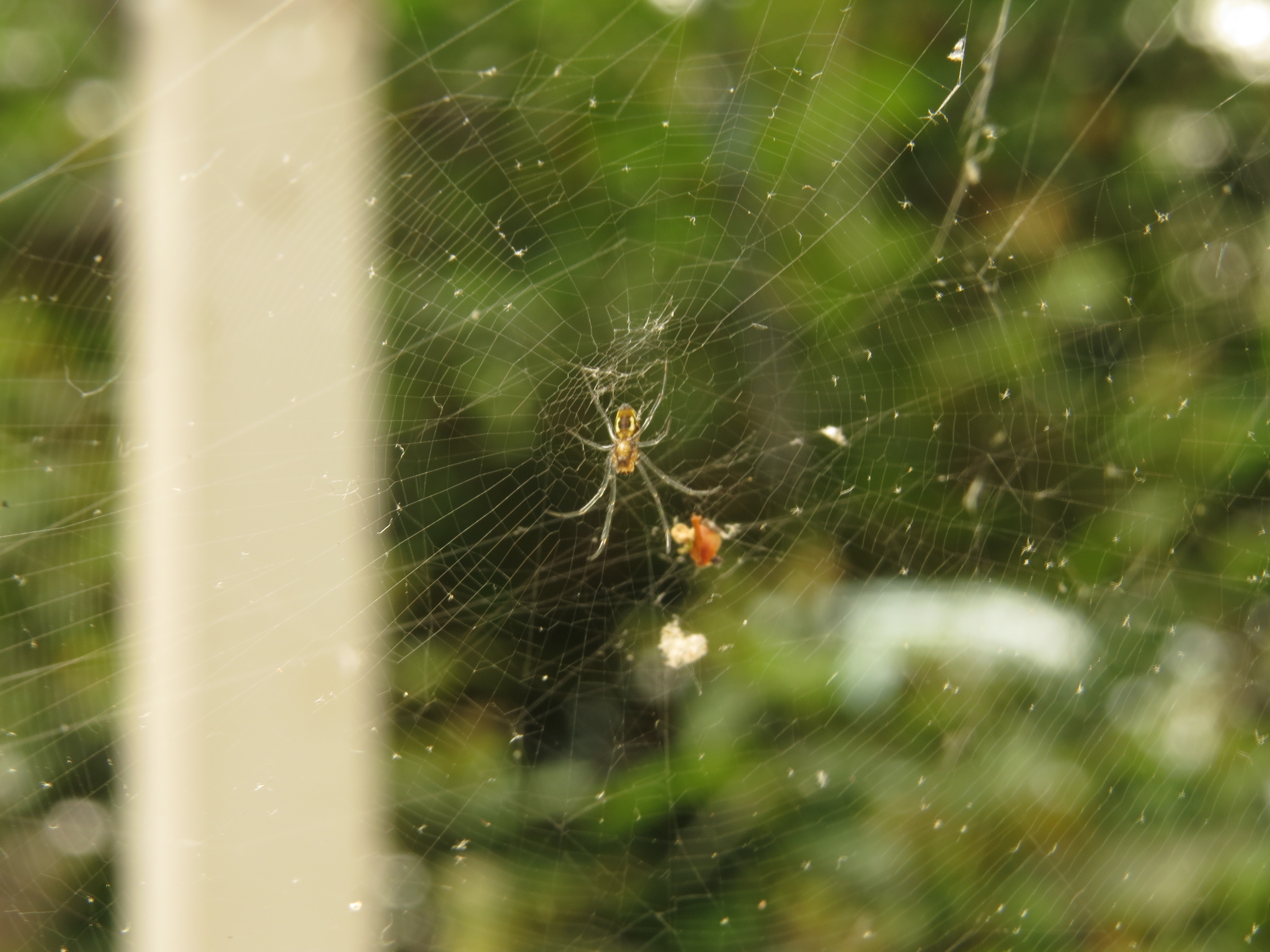 2014 Trichonephila clavipes Sling [3/3]