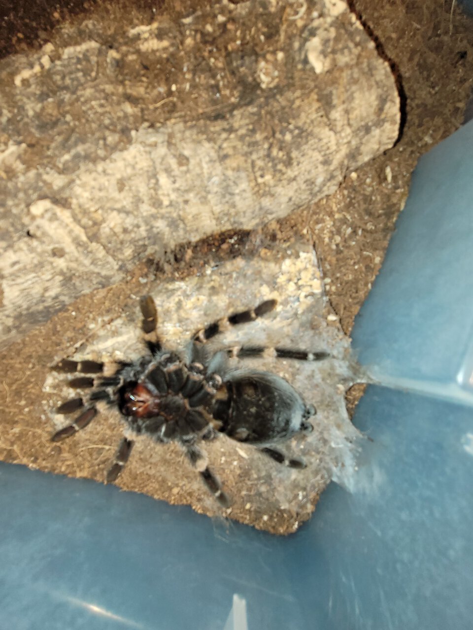 20210528_071835.jpg molting b smithii