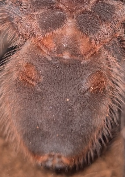 20230226 Grammostola pulchripes.PNG