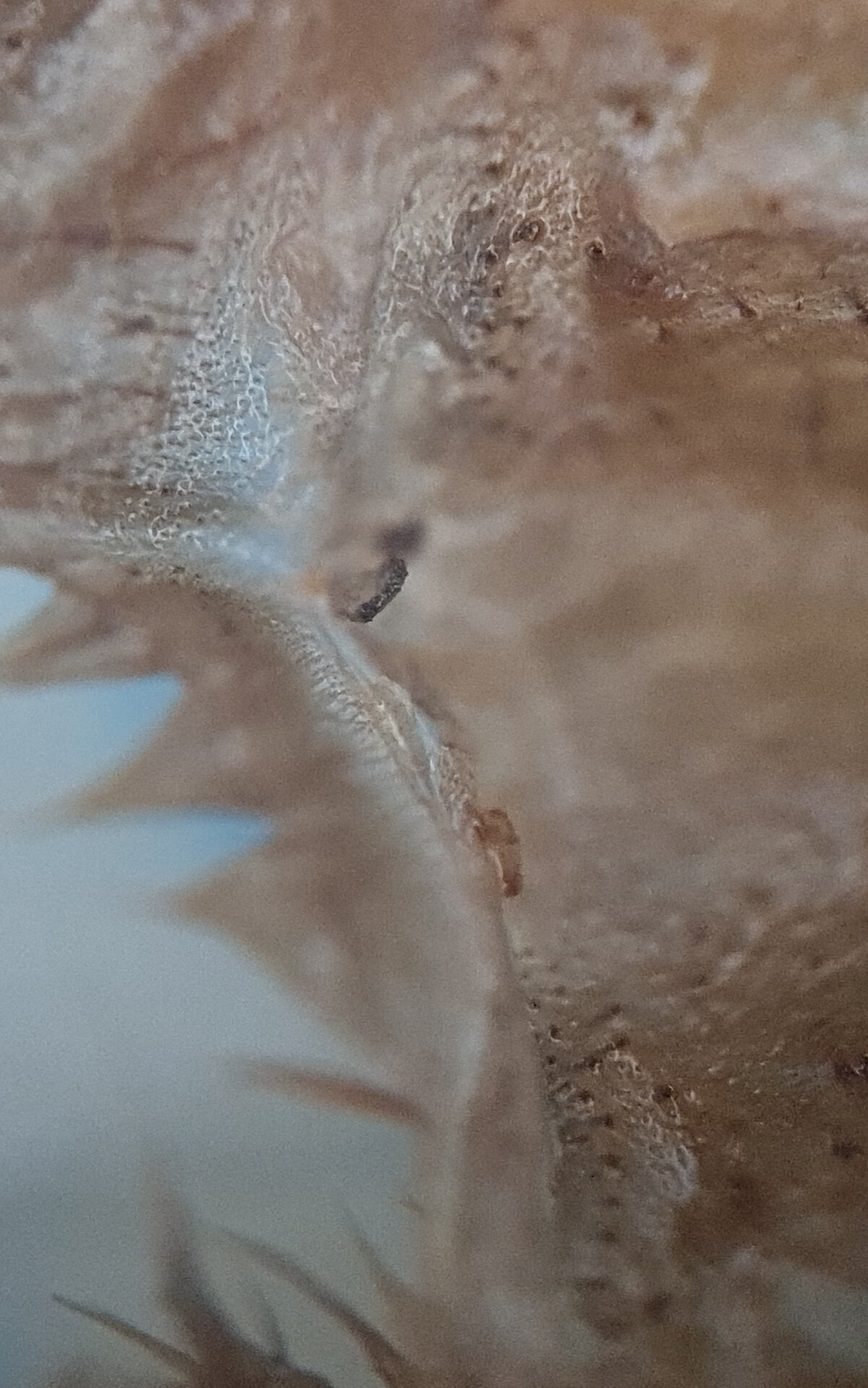 20250508_054615.jpg