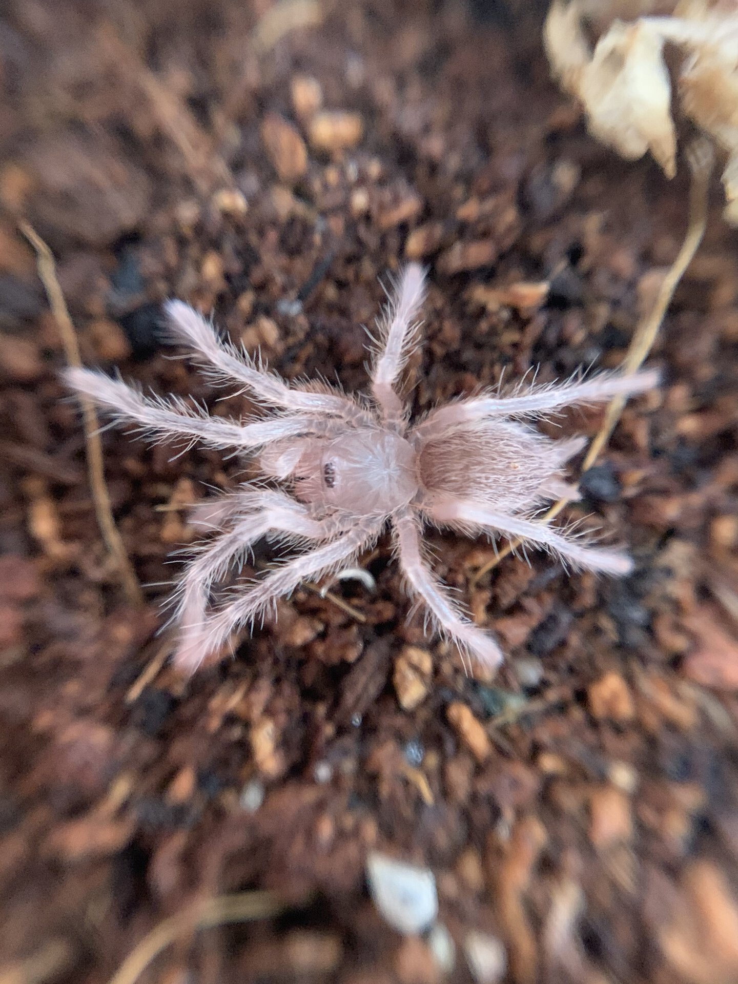 2i Neoholothele Incei Gold