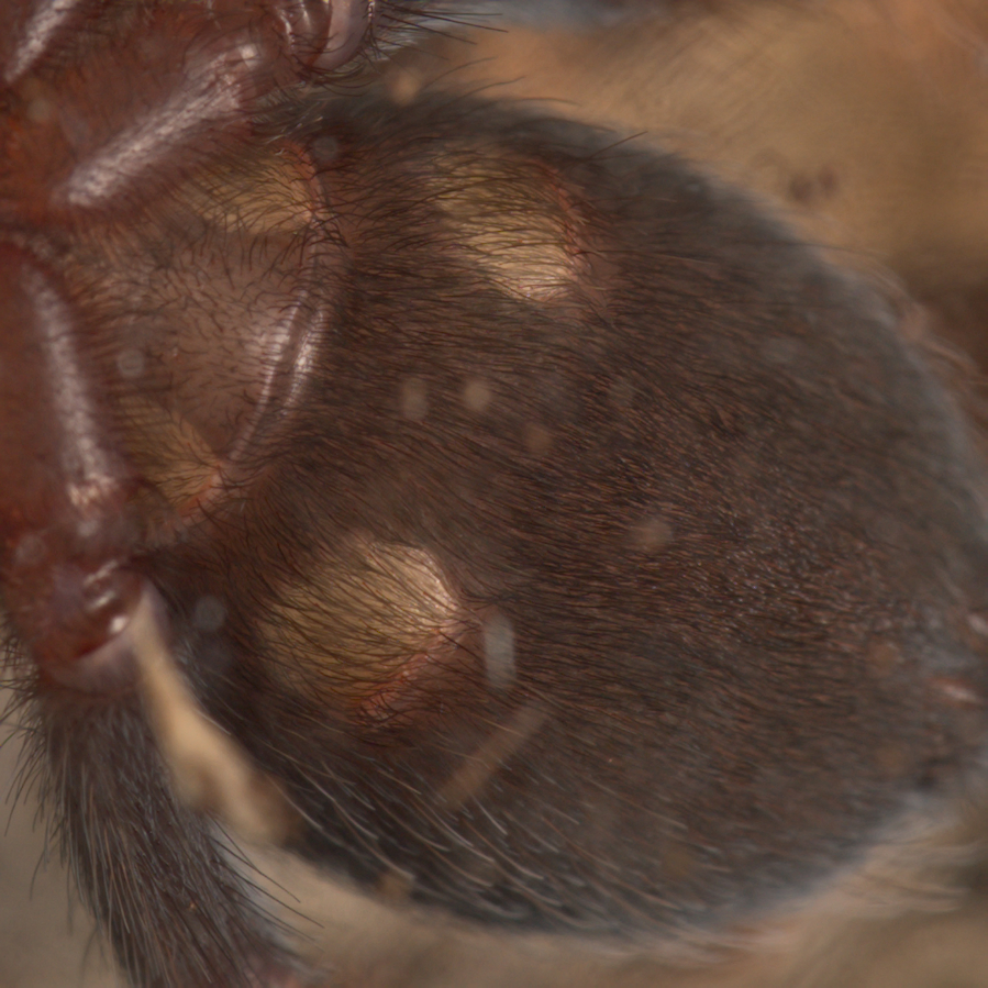 2inchBrachypelmaBoehmei.jpg