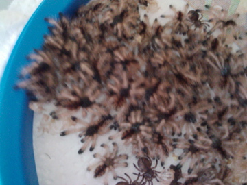 2nd Instar