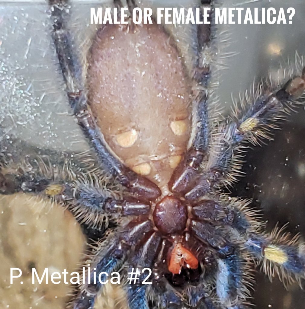 2nd P. metallica trying to sex