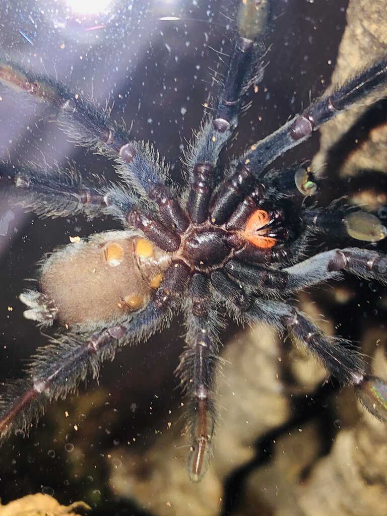 3’’ P. irminia m/f?