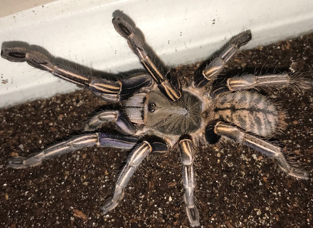 3”-3.5” Female Cyriopagopus albostriatus (Thai Zebra Tarantula)