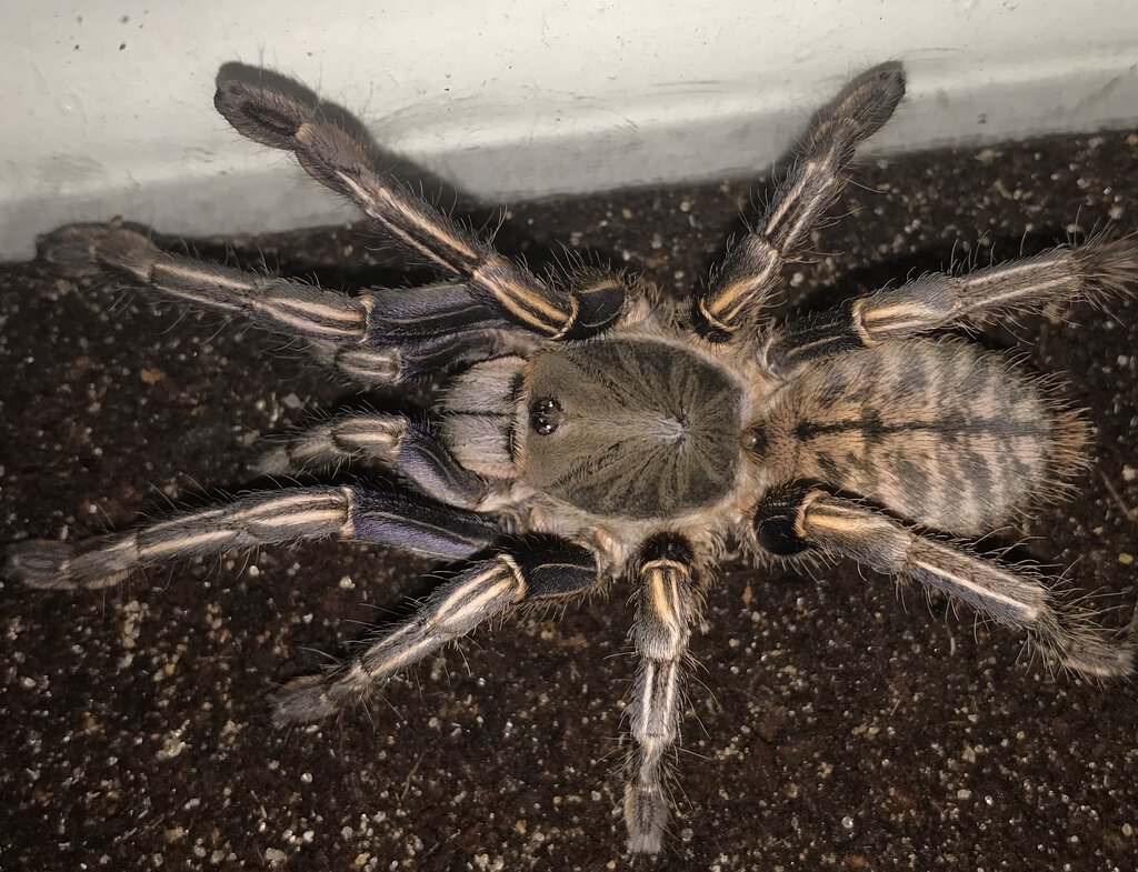 3”-3.5” Female Cyriopagopus albostriatus (Thai Zebra Tarantula)