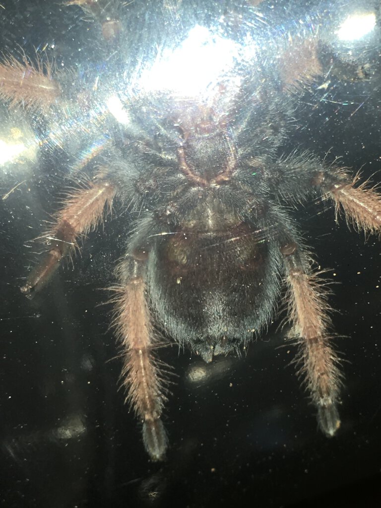 3” Brachypelma emilia