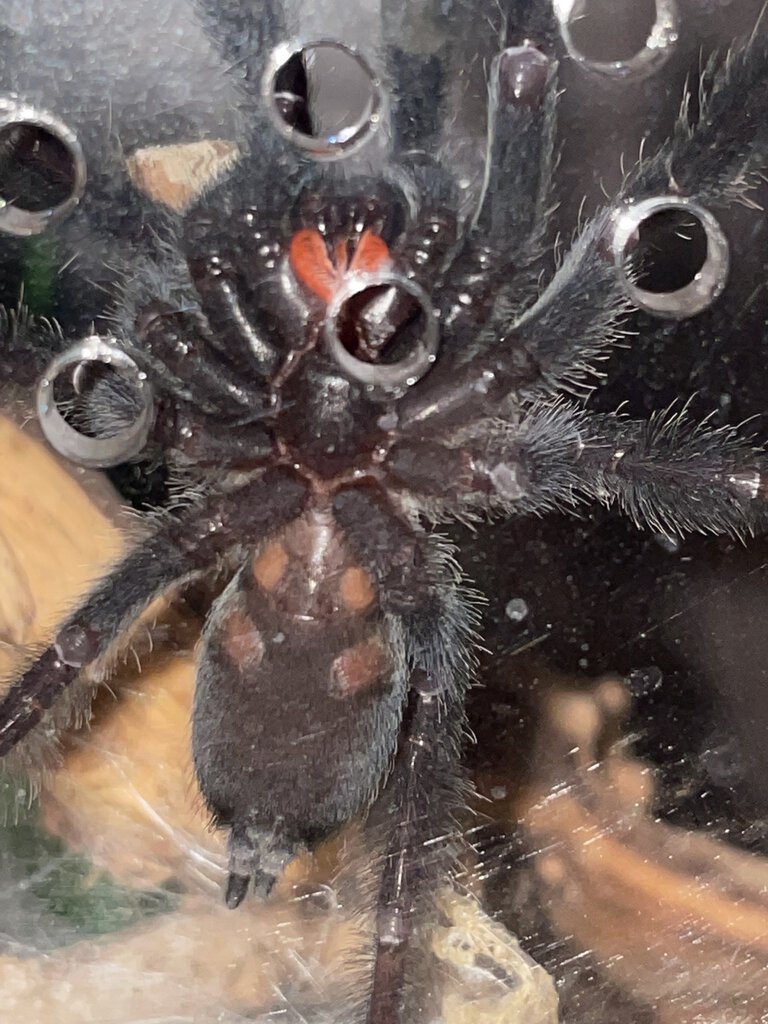 3” dls p. irminia (same as above)