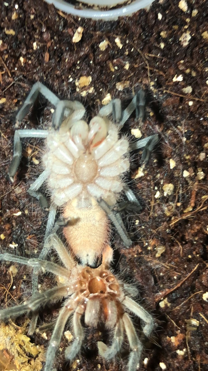 3” Pamphobeteus sp. ‘cascada’