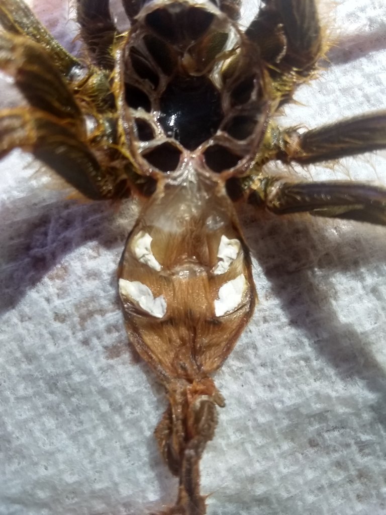 3.25" OBT [molt sexing]