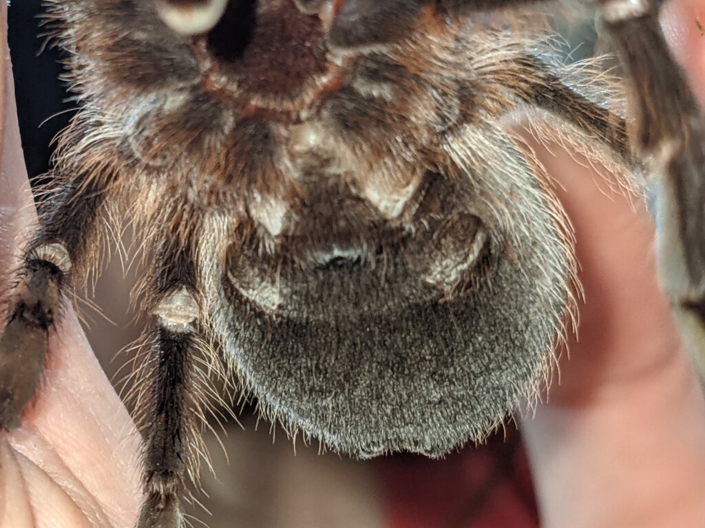 3-3.5" Aphonopelma hentzi