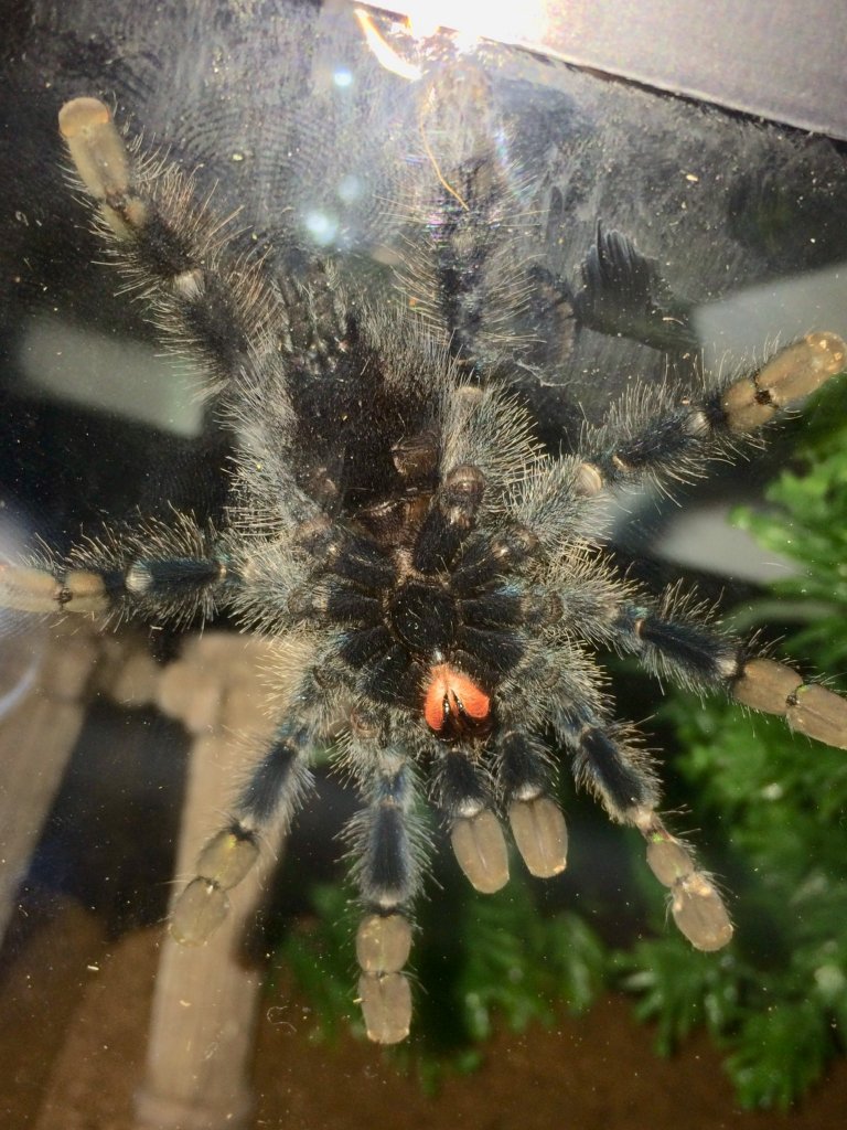 3-3.5" Avicularia avicularia [ventral sexing]