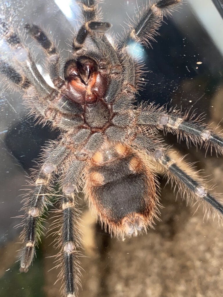 3-4" Grammostola pulchripes [ventral sexing]