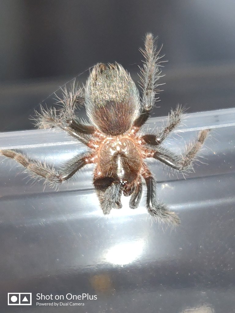 3/4 inch Brachypelma schroederi