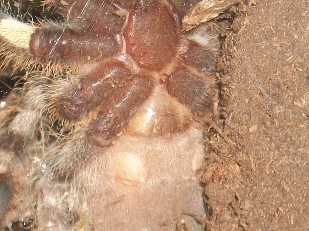 3-4" P.regalis Sexing