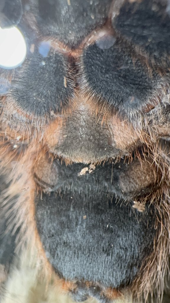 3.5”-4” dls Grammostola Pulchripes