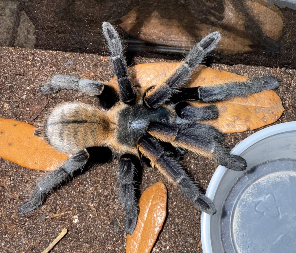 3.5” Female Ornithoctonus aureotibialis (Thai Golden Fringe Tarantula)