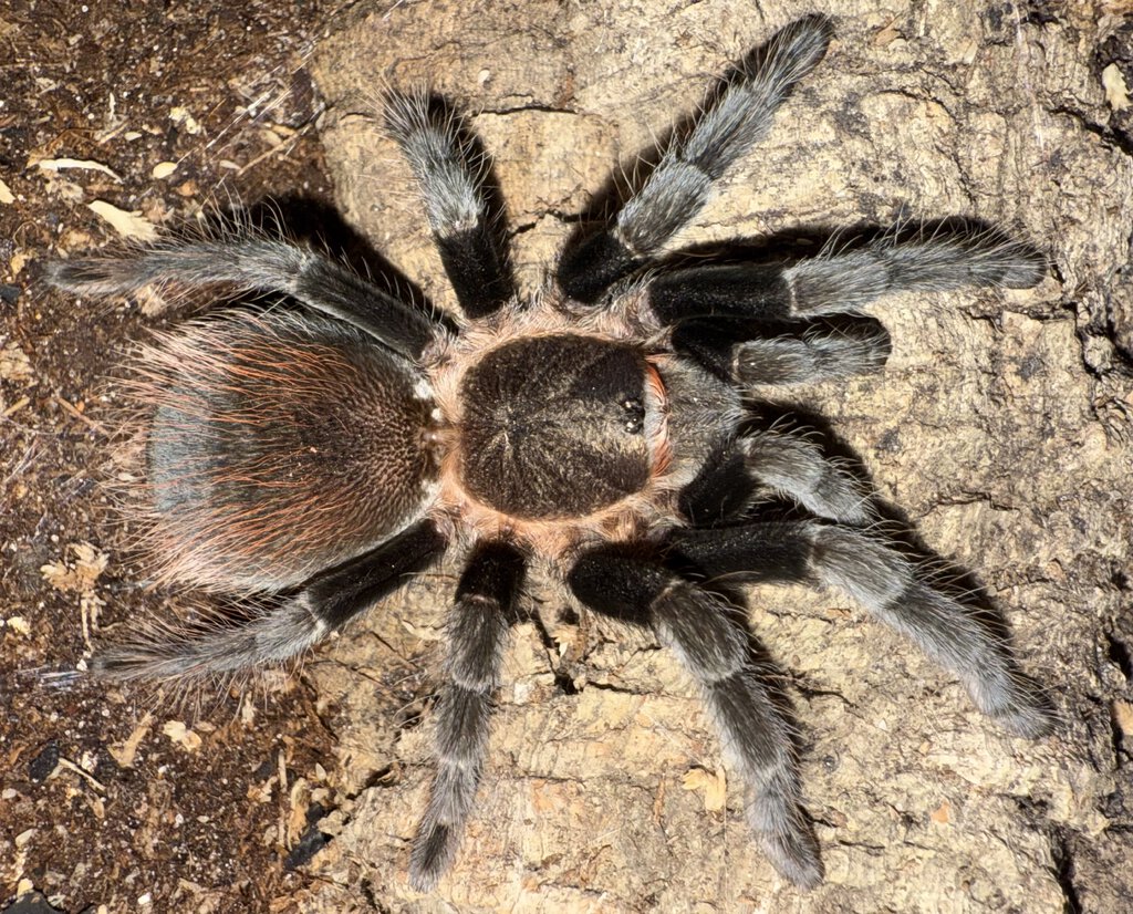 3.5” Female Tliltocatl kahlenbergi (Vera Cruz Red Rump Tarantula)