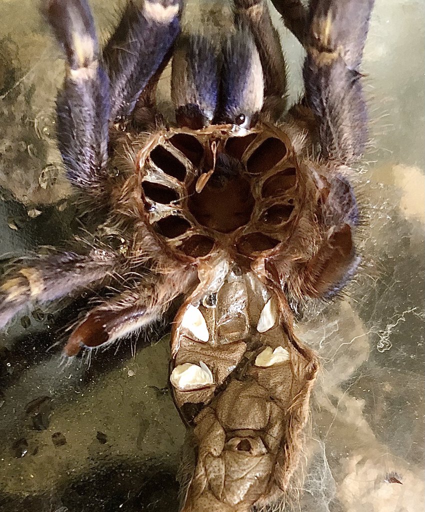 3.5” P. metallica molt male or female?