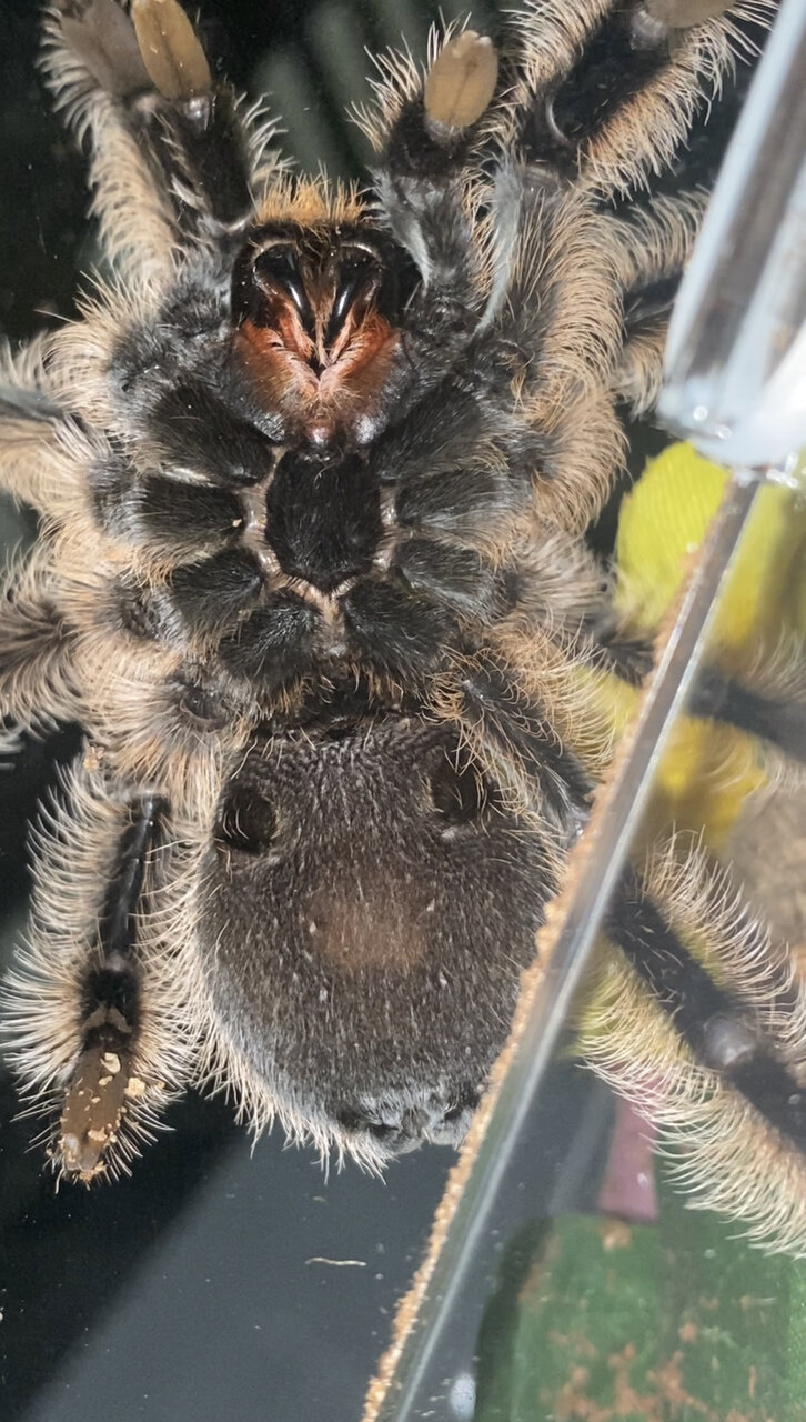 3.5” Tliltocatl albopilosus