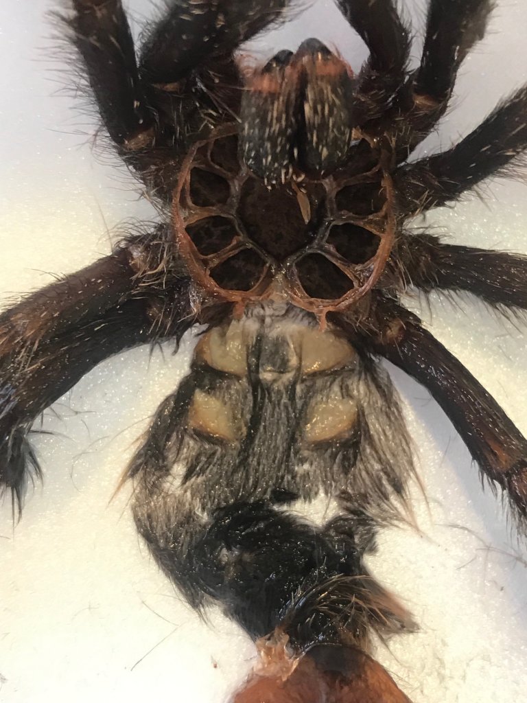 3.5" Avic sexing (molt)