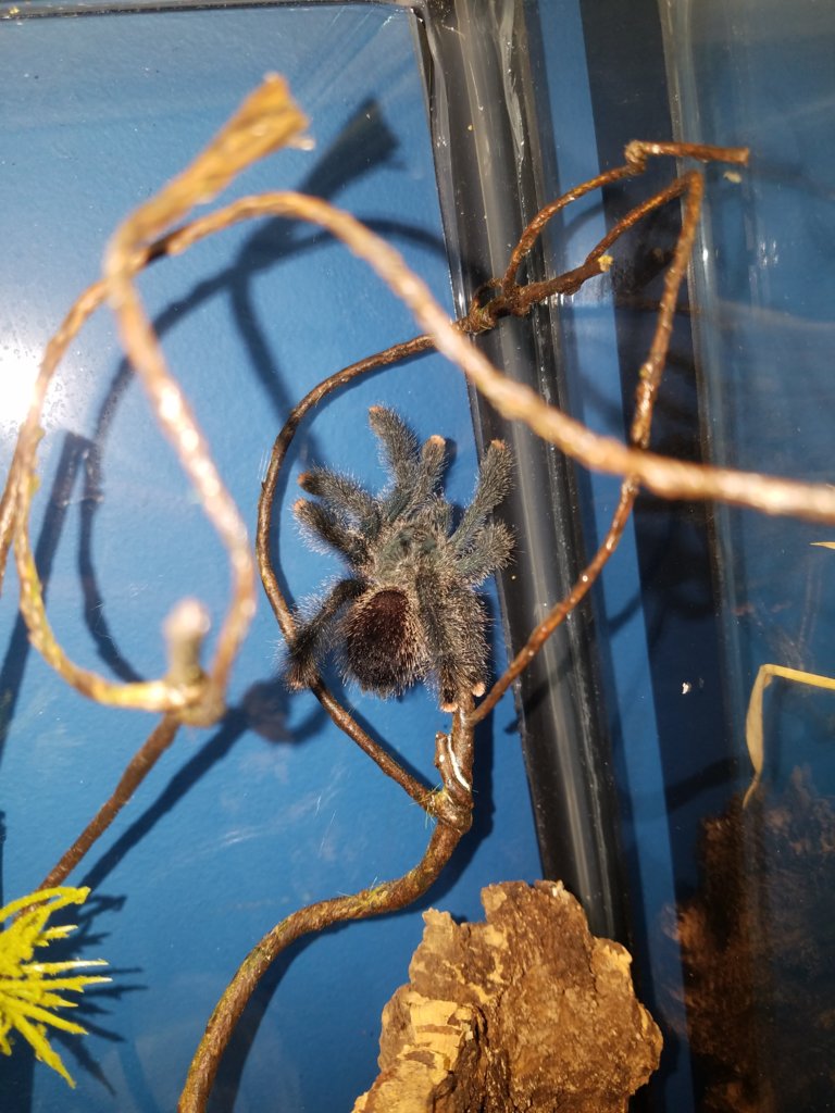 3.5" Avicularia avicularia morphotype?