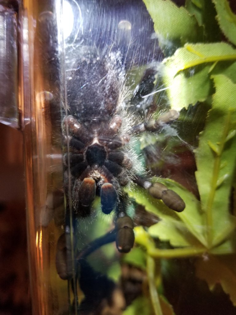 3.5" Avicularia avicularia [ventral sexing]