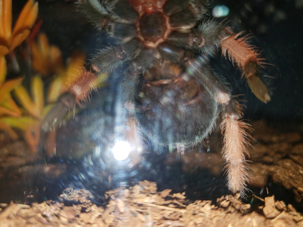 3.5" Brachypelma emilia [ventral sexing] [2/3]