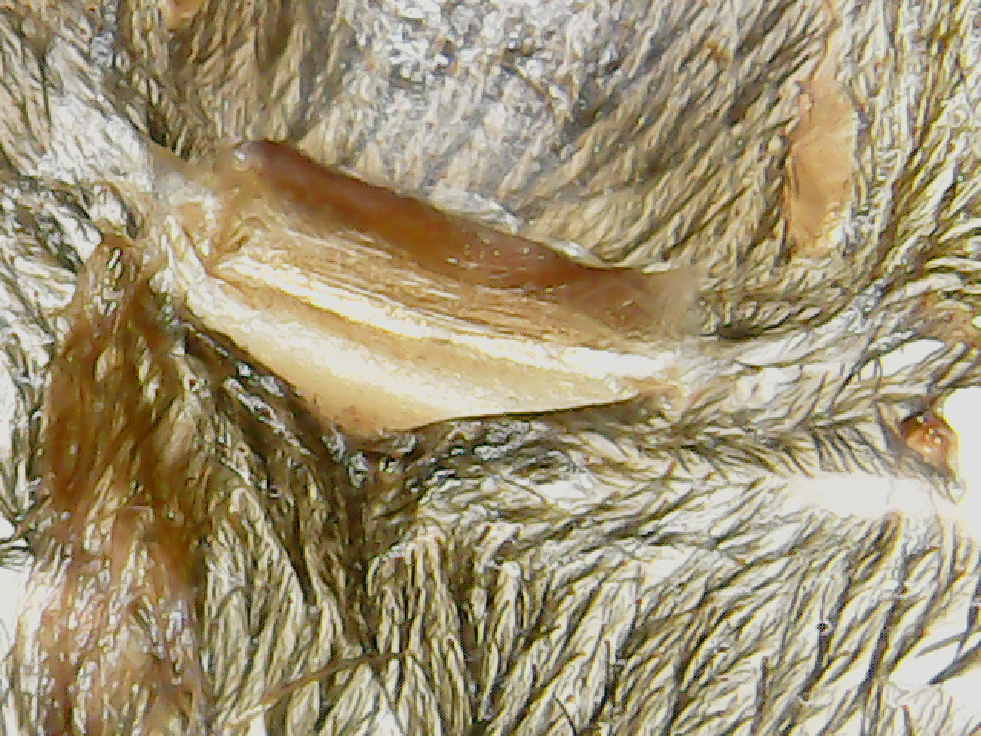 3.5" C fimbriatus