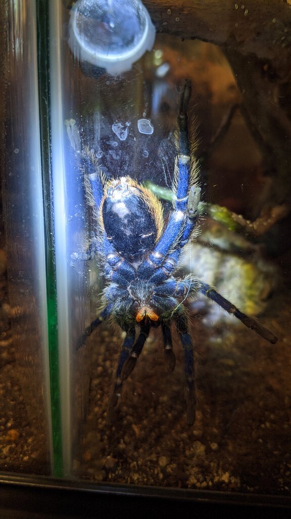 3.5" Chromatopelma cyaneopubescens [ventral sexing] [1/3]