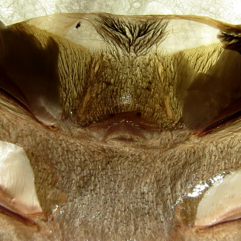 3.5" Female Grammostola pulchra [molt sexing] [1/2]